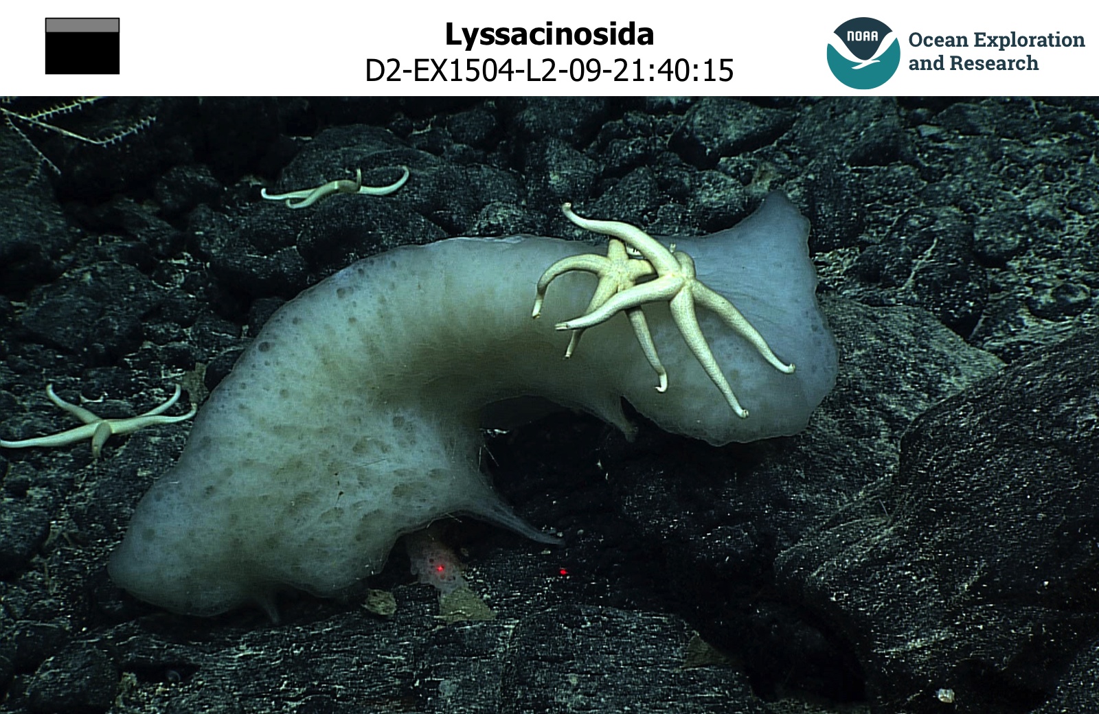   Lyssacinosida